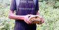 মহাবিপন্ন পাহাড়ি হলুদ কচ্ছপ উদ্ধার