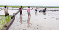 হাওরে বাড়ছে বোরো ধানের চাষ