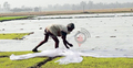 কুয়াশা-শৈত্যপ্রবাহে নষ্ট হচ্ছে বোরোর বীজতলা