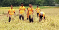 এবার নওগাঁয় কৃষকের ধান কেটে দিল ছাত্রদল