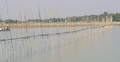 জাটকা ধরতে নদীতে জাল দিয়ে বাঁশের বেড়া