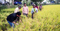 হঠাৎ গাড়ি থেকে নেমে ধান কাটতে শুরু করলেন প্রতিমন্ত্রী