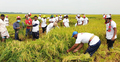 কৃষকদের তালিকা তৈরি ধান কেটে দিচ্ছে ছাত্রলীগ-যুবলীগ-শ্রমিক লীগ