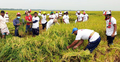 সিংড়ায় কৃষকের ধান কেটে দিচ্ছে ছাত্রলীগ, যুবলীগ ও শ্রমিকলীগ