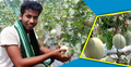করোনাকালে সাম্মাম চাষ করে সফল কলেজছাত্র খোকন