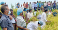 নীলফামারীতে কৃষকের ধান কেটে দিল কৃষক লীগ