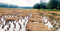 ঘূর্ণিঝড় জাওয়াদ: নোয়াখালীতে রোপা আমন ধানের ব্যাপক ক্ষতি