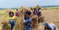 নওগাঁয় কৃষকের ধান কেটে দিলেন ছাত্রলীগ নেতাকর্মীরা