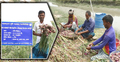 পরীক্ষামূলক বারি পেঁয়াজ চাষে সফলতা
