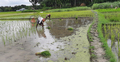 ‘চালানই যদি না বাঁচে তাইলে তো চাষের কাম কইরা লাভ নাই’