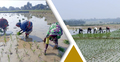 বোরো ধানের আবাদে মেতেছে কৃষক