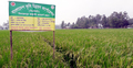 বিরলে প্রথমবার বঙ্গবন্ধু জাতের ধান চাষ, ভালো ফলনের আশা
