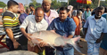 পদ্মায় ধরা পড়লো ২১ কেজির কাতল, ২৮ হাজারে বিক্রি