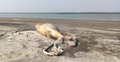 কুয়াকাটা সৈকতে ভেসে এলো মৃত ডলফিন