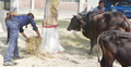 উদ্ধার গরু পরিচর্যায় পুলিশ সদস্যরা
