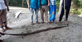 মোংলায় ১২ ফুট লম্বা অজগর উদ্ধার