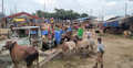 গরু আছে ক্রেতা নেই