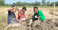 ইঁদুরের ধানে ভাগ বসাচ্ছে শিশুরা