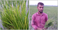 রোপণের ২০ দিনেই ধানগাছে শীষ, দুই বর্গাচাষির মাথায় হাত