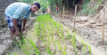 রাস্তায় ধানের চারা লাগিয়ে এলাকাবাসীর প্রতিবাদ