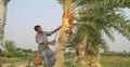 শীতের আগমনে কদর বেড়েছে খেজুর গাছের