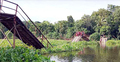 শেষ ভরসা কাঠের সেতুটিও ভেঙে পড়ে দুর্ভোগে এলাকাবাসী