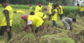 শেরপুরে পুলিশের উদ্যোগে কৃষকের ধান কেটে দেয়া হচ্ছে