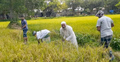সখীপুরে দরিদ্র কৃষকের ধান কেটে দিলেন শিক্ষক-শিক্ষার্থীরা