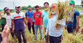 ফেনীর সিন্দুরপুরে কৃষকের ধান কেটে দিলো ছাত্রলীগ
