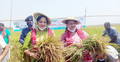 এবার কৃষককের ধান কাটলেন দুই নারী এমপি