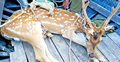 ইন্টারপোলের তালিকাভুক্ত শিকারি সুন্দরবনে, ২২ হরিণসহ গ্রেফতার ৩