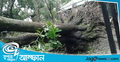 ঘূর্ণিঝড় আম্ফানের তাণ্ডবে গাছের নিচে চাপা পড়ে মা-মেয়ের মৃত্যু