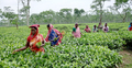 সবকিছুর দাম বাড়ায় সংসার চালানোই দায় চা শ্রমিকদের
