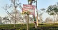 চা বাগানে প্রবেশ নিষেধ, বিপাকে পর্যটকরা