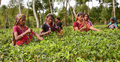 চা বাগানে শ্রমিকদের সর্বোচ্চ পাতা তোলার রেকর্ড