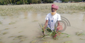 অসময়ের বন্যায় সব শেষ তিস্তাপাড়ের কৃষকের