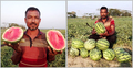 আগাম তরমুজ চাষে লাভবান বরগুনার কৃষকরা