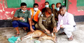 বাঘের আক্রমণে আহত হরিণ লোকালয়ে