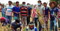 দরিদ্র বর্গাচাষির ২ বিঘা জমির ধান কেটে দিল যুবলীগ