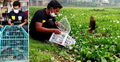 শিকারির কাছ থেকে ডাহুক পাখি উদ্ধার করে অবমুক্ত
