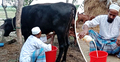 ৭ মাস থেকে দিনে ৩ লিটার দুধ দিচ্ছে বকনা