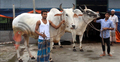 এবারও কোরবানির হাট মাতাবে মিরকাদিমের ধবল গরু
