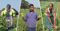 ভোলায় বিষমুক্ত সবজি চাষে সফল কৃষকরা