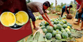 ইউটিউব দেখে হলুদ তরমুজ চাষে সফল খোরশেদ