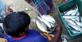 ইলিশ কিনতে পদ্মার চরে মানুষের ভিড়