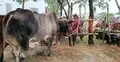 সাত লাখে বিক্রি হলো ১৬ লাখ টাকা দাম চাওয়া সেই গরু 