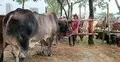 সানভ্যালি বালুরমাঠে ২৫ মণের গরু ঘিরে উৎসুক মানুষের ভিড়, দাম ১১ লাখ