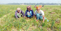 লোকসানে রাজবাড়ীর মুড়িকাটা পেঁয়াজ চাষীরা