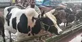 কাদাপানিতে মাখামাখি হাট, দরদামে মিলছে না ক্রেতা-বিক্রেতার