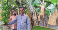 কলা চাষে দেড় লাখ টাকা আয়ের সম্ভাবনা আলাউদ্দিনের